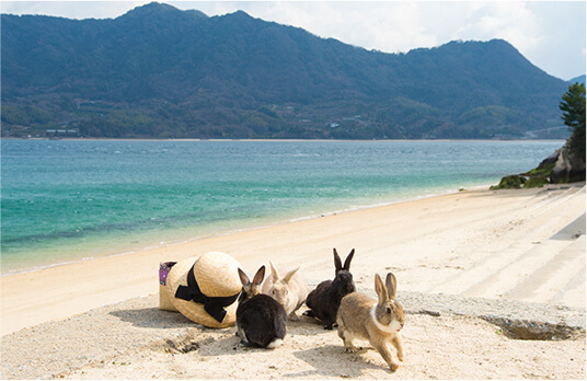 Rabbit Island, Safe Beach Day