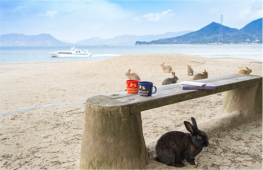 http://rabbit-island.info/common/img/grade03_photo05.jpg